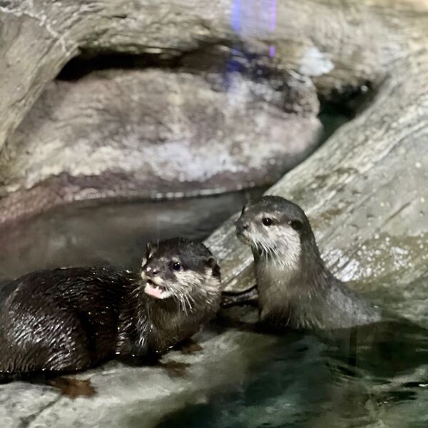 Aquaria Phuket - Otters